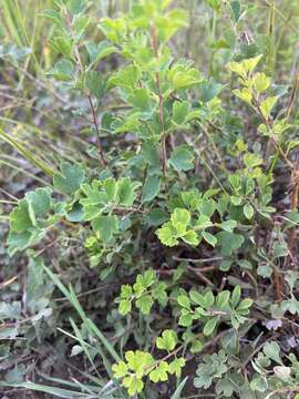 Image of Spiraea aquilegifolia Pall.