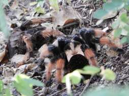 Image of Mexican redleg tarantula