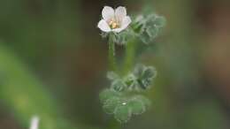 Imagem de Nemophila pedunculata Dougl. ex Benth.