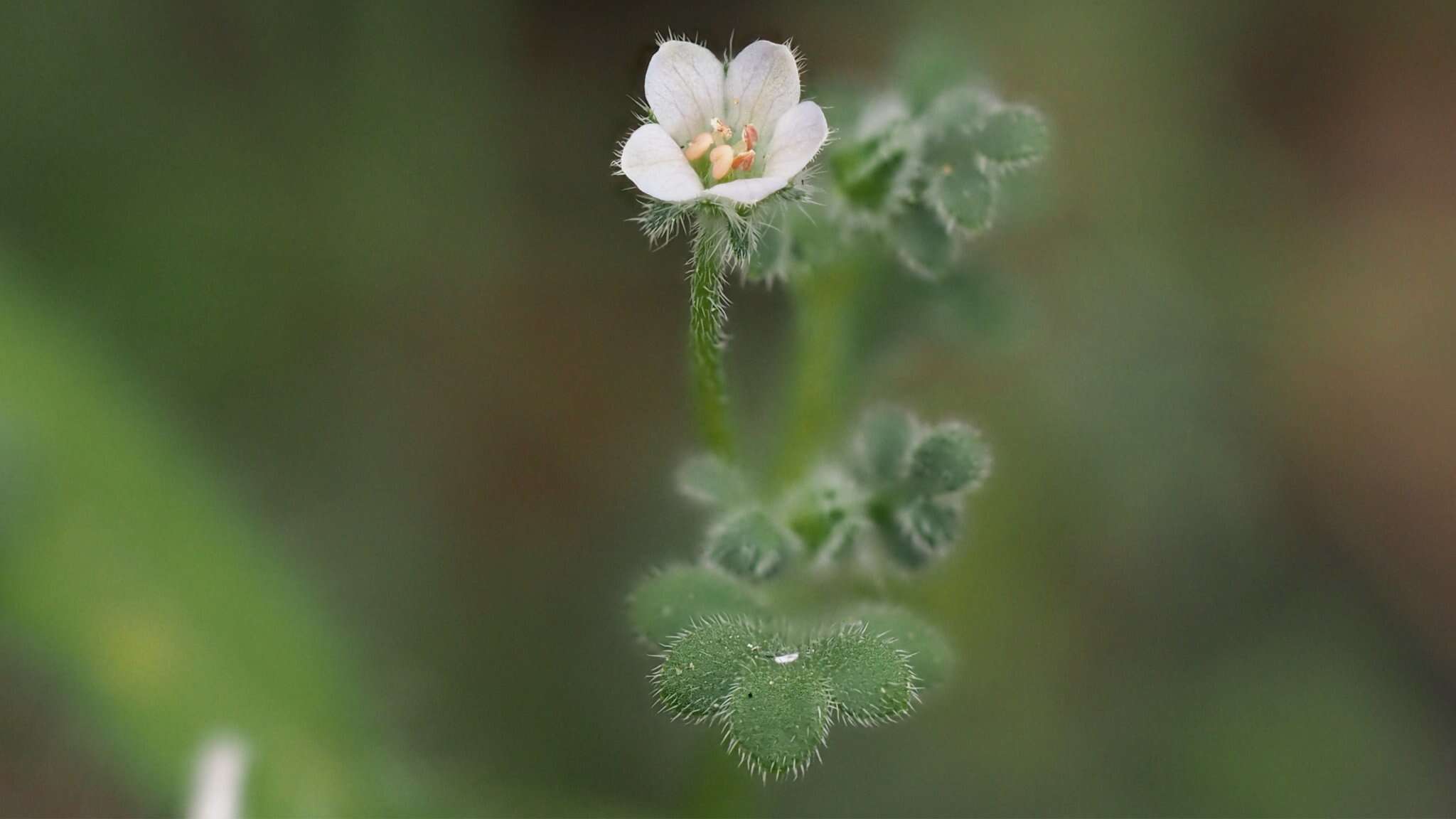 Imagem de Nemophila pedunculata Dougl. ex Benth.