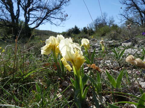 Image de Iris lutescens Lam.