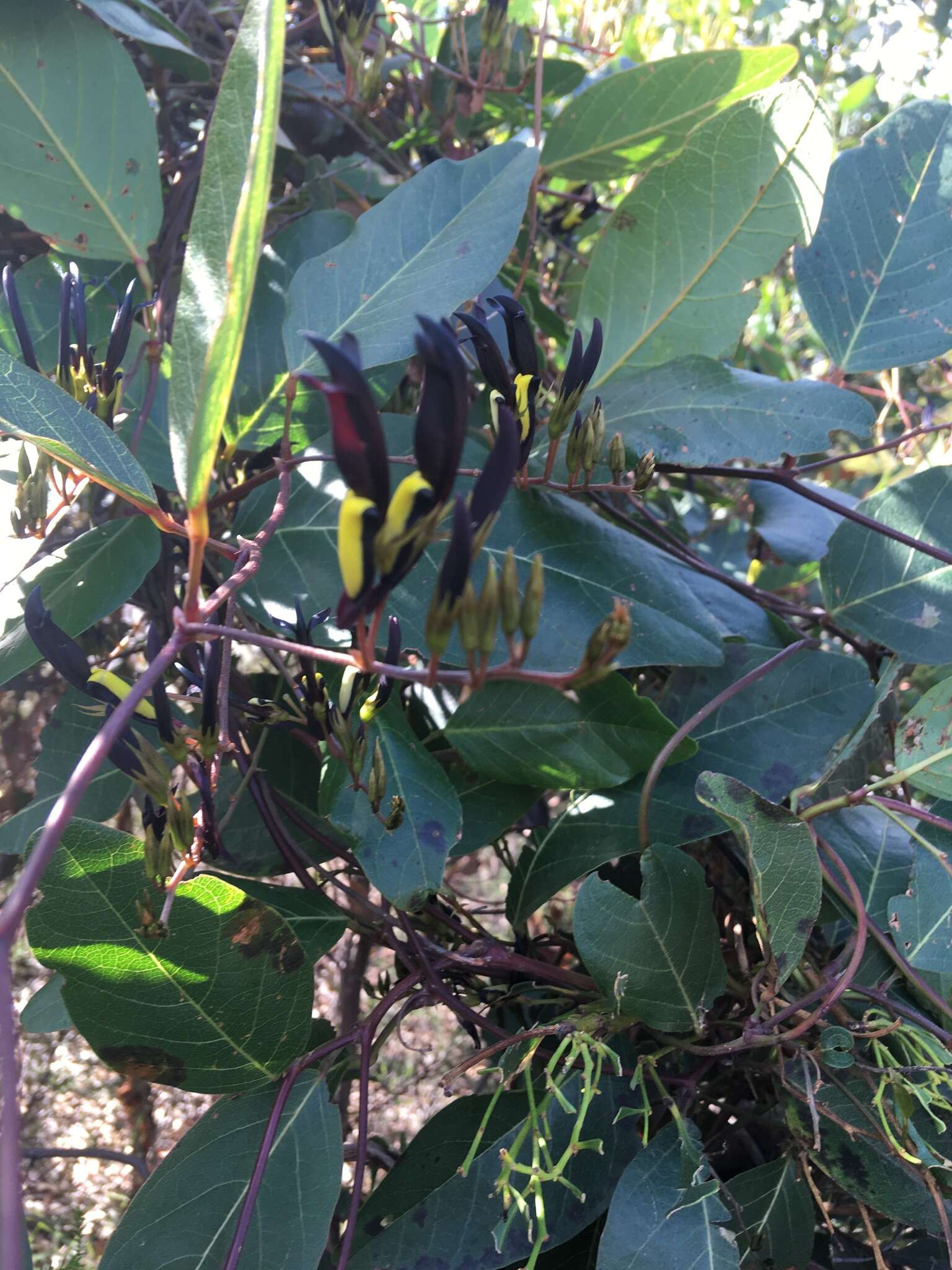 Image of black coral-pea