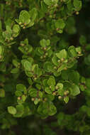 Image of Gymnosporia lucida (L.) Loes.