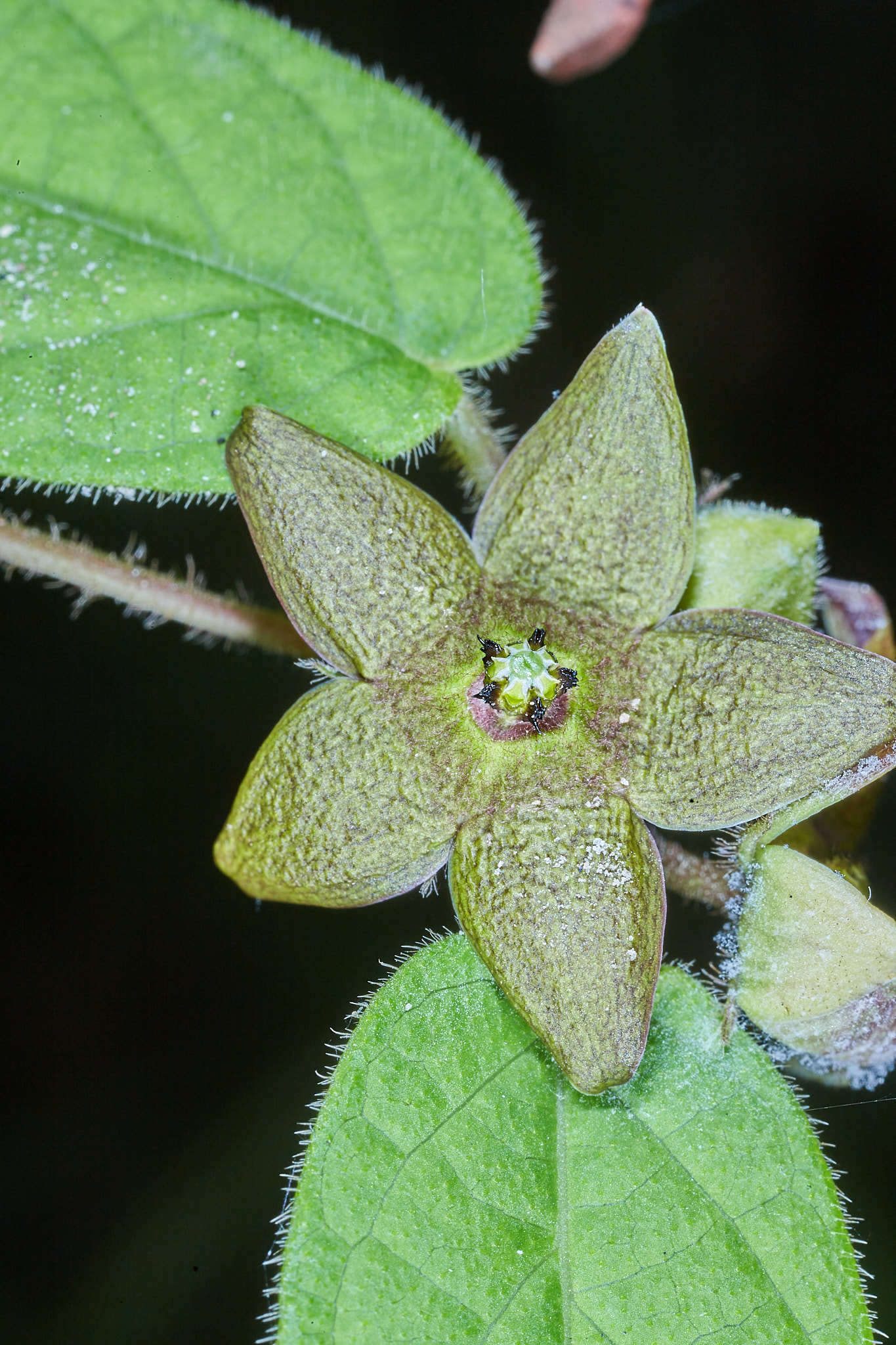 Image of Matelea araneosa (J. D. Sm.) R. E. Woodson