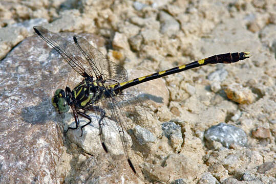 Image de Progomphus Selys 1854