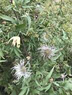 Image of hermitgold clematis