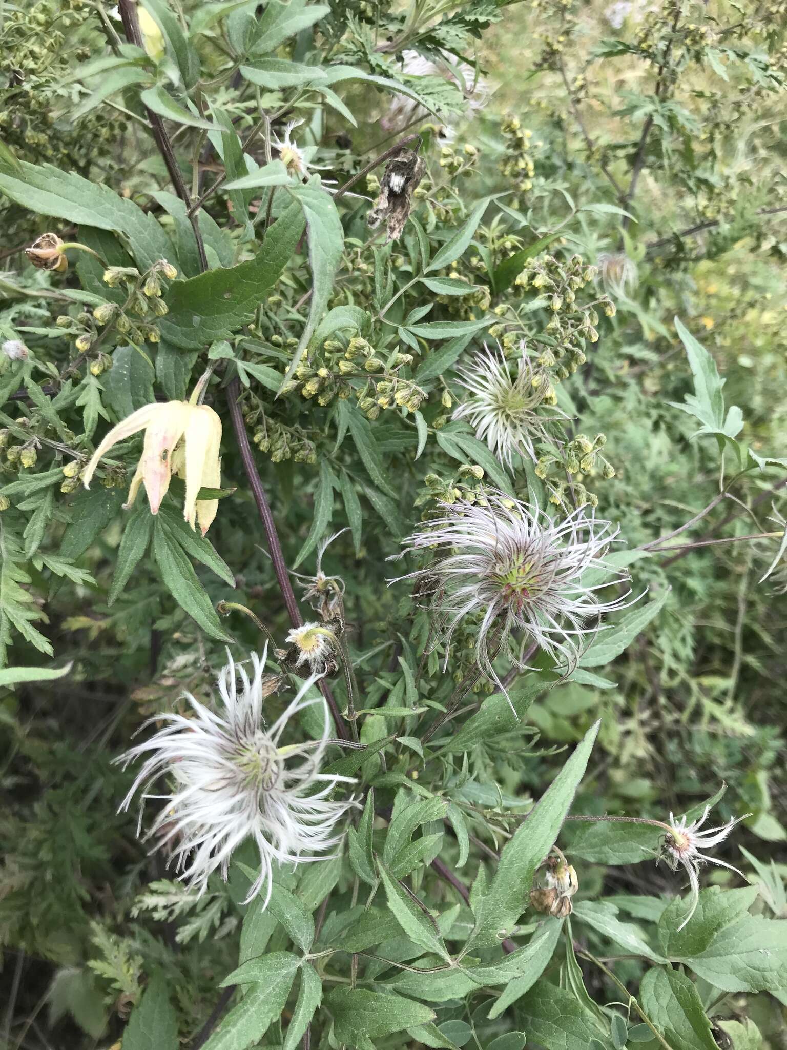 Image of hermitgold clematis