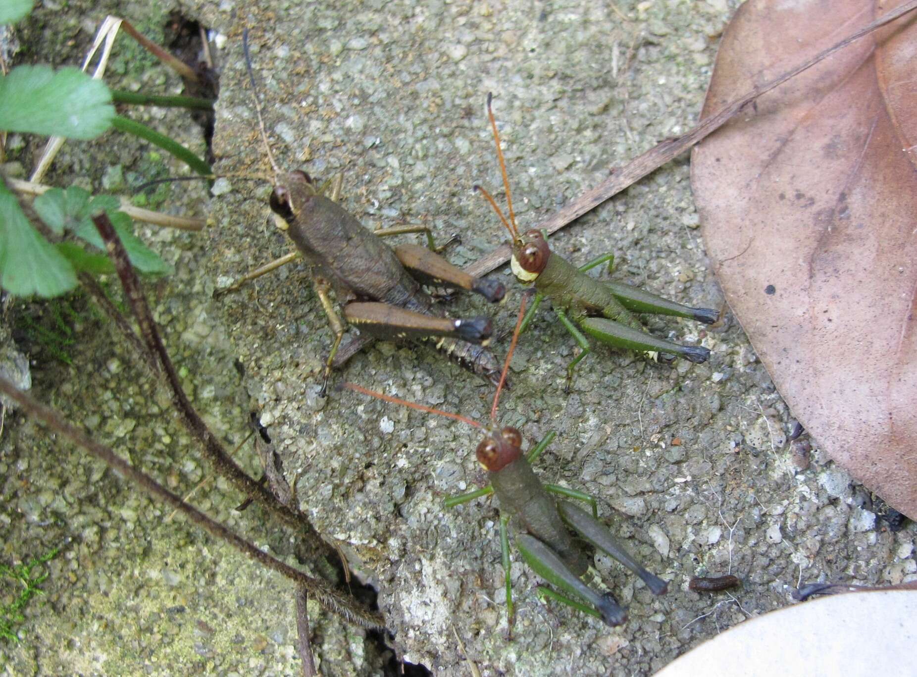 Image of Cingalia dubia (Walker & F. 1870)