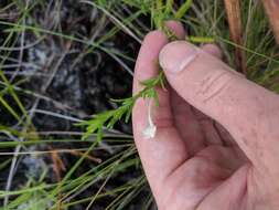 Image of Rough False Hedge-Nettle