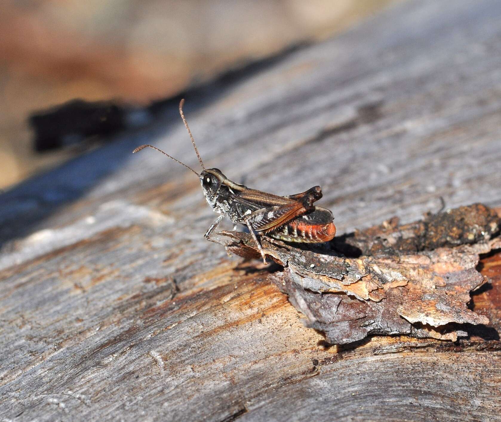 Plancia ëd Myrmeleotettix