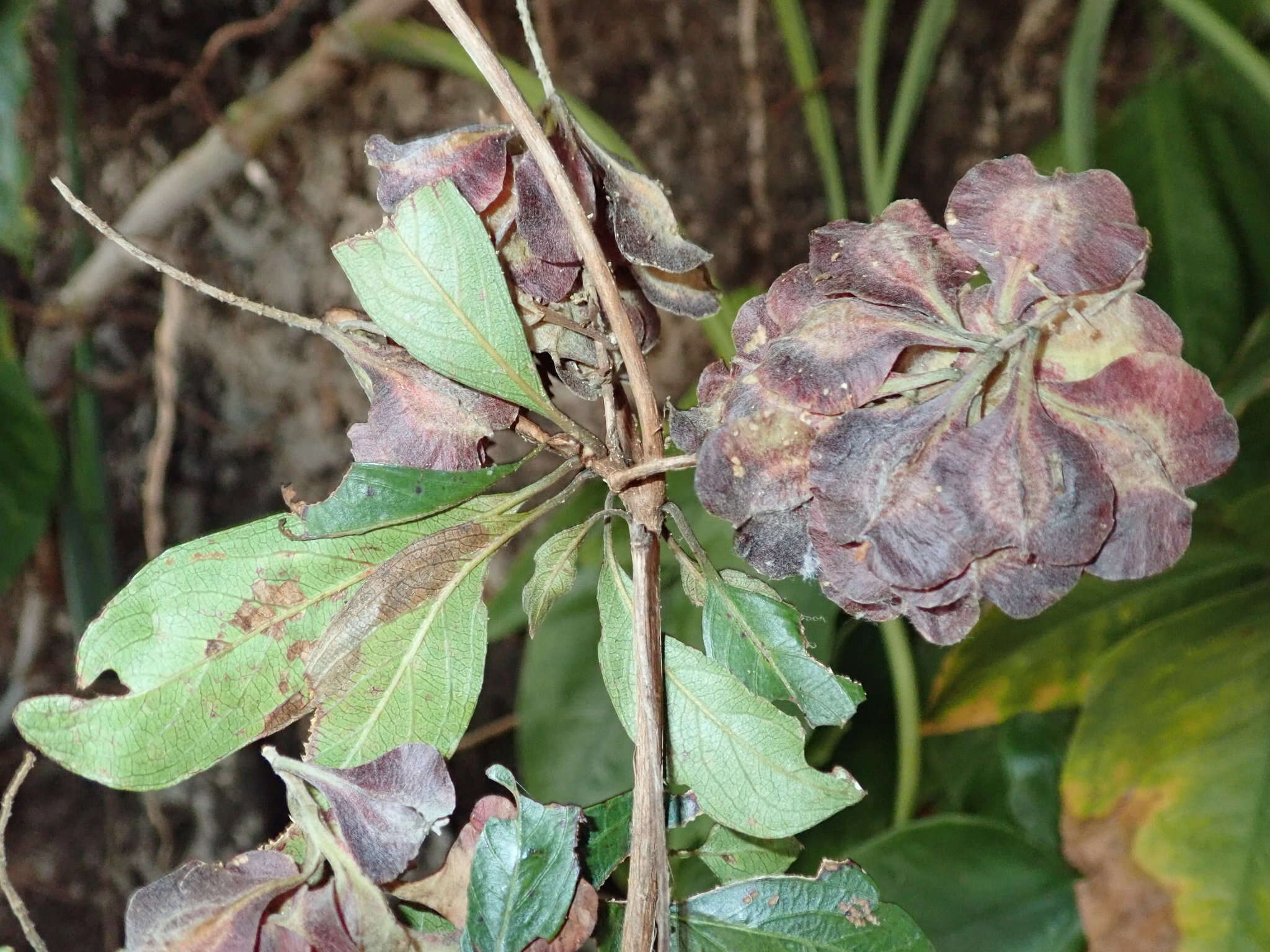 Sivun Terminalia tropophylla H. Perrier kuva