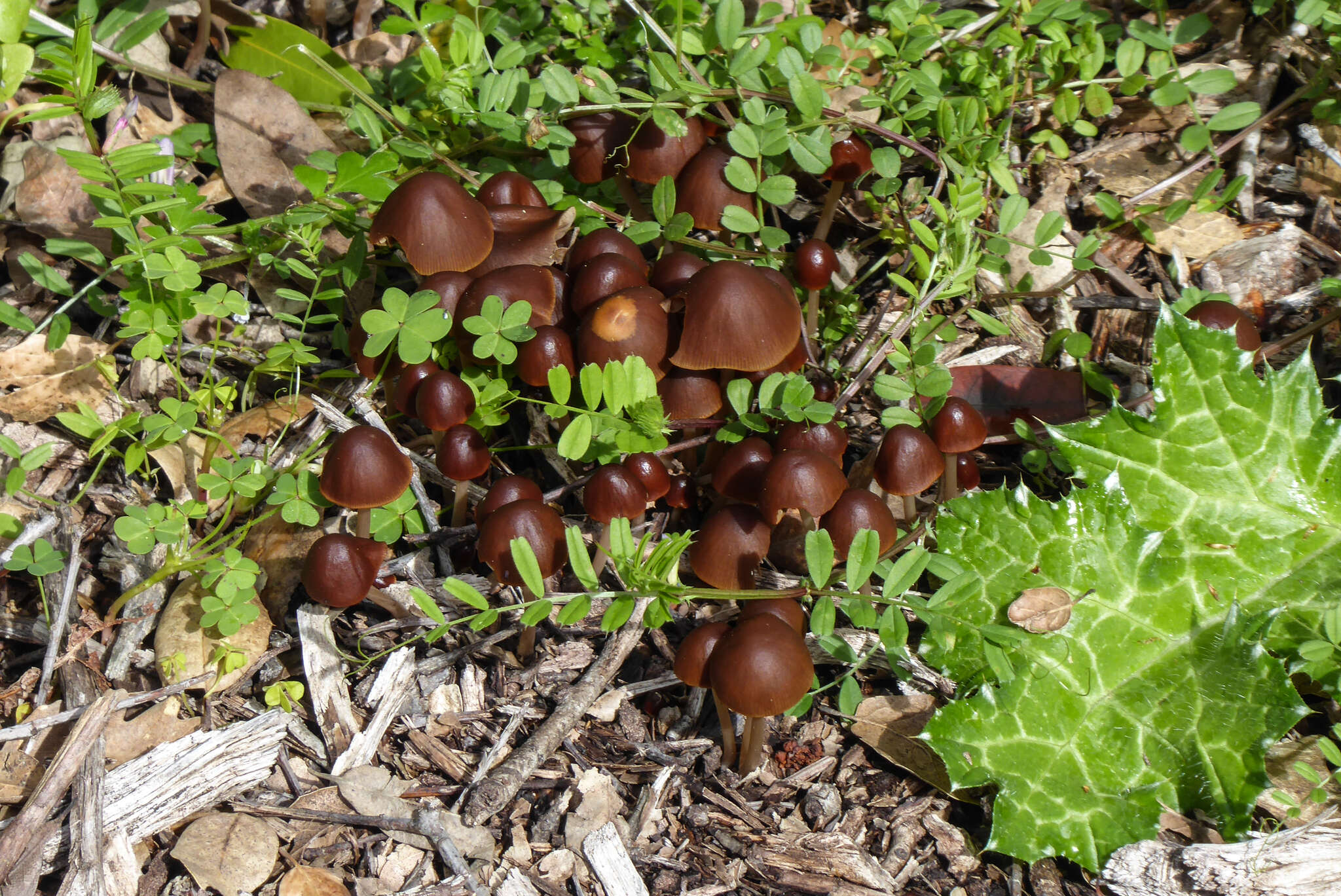 Image de Psathyrella atrospora A. H. Sm. 1972