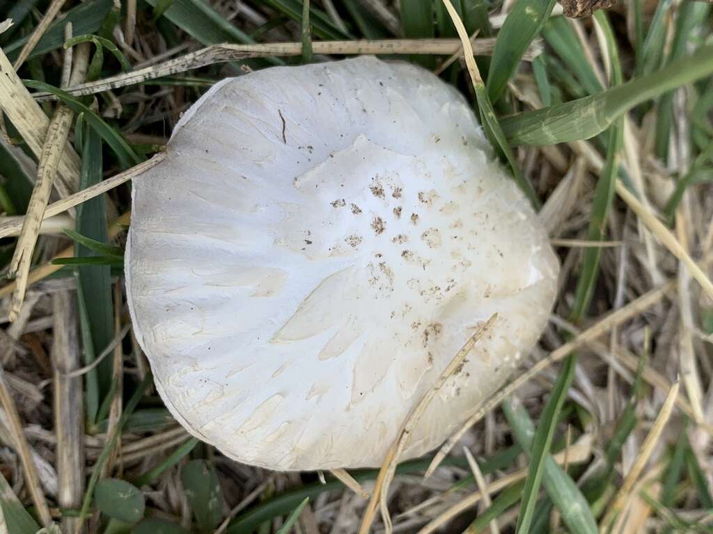 Image of Agaricus comtulus Fr. 1838