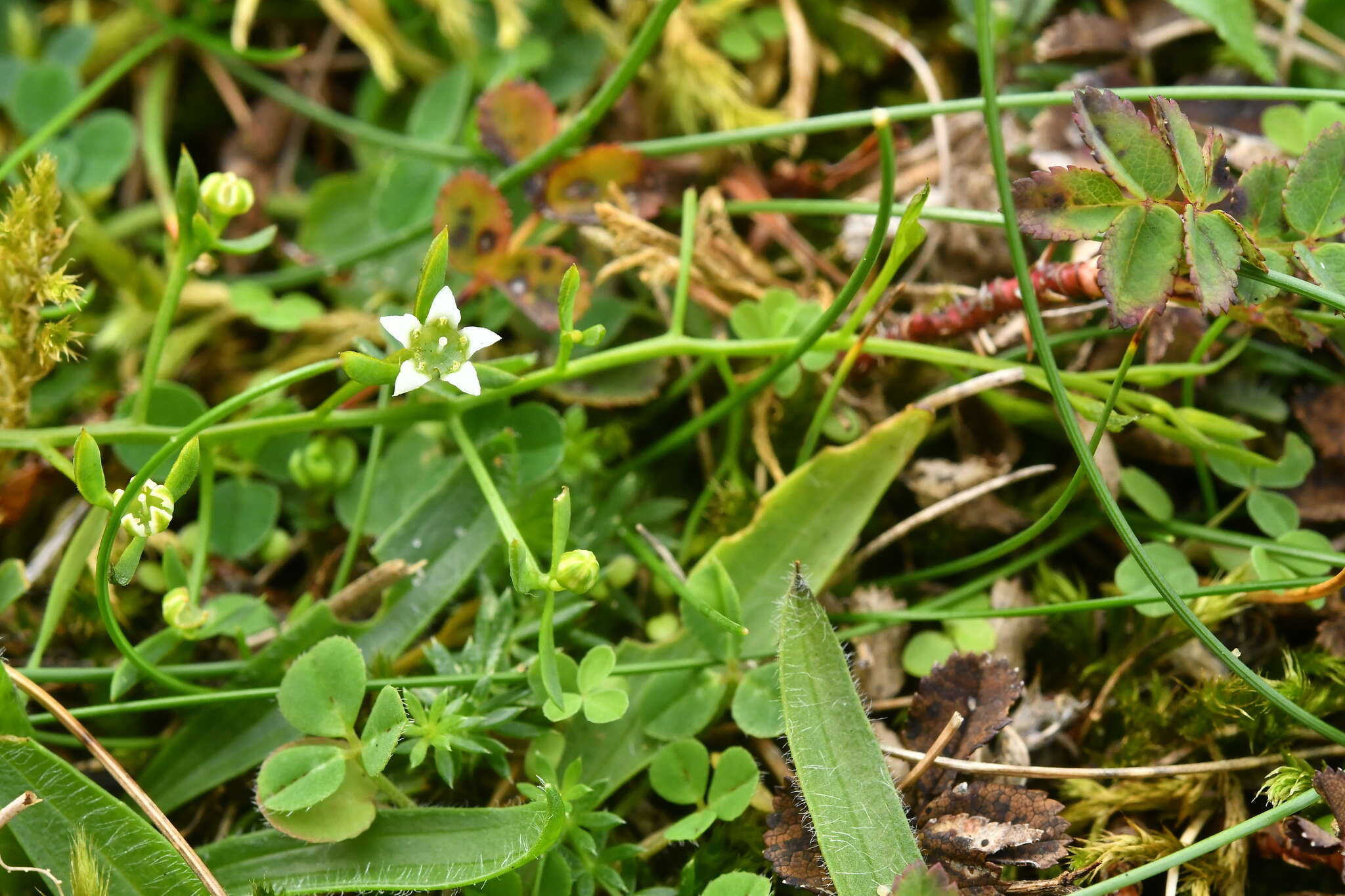 Plancia ëd Thesium humifusum DC.