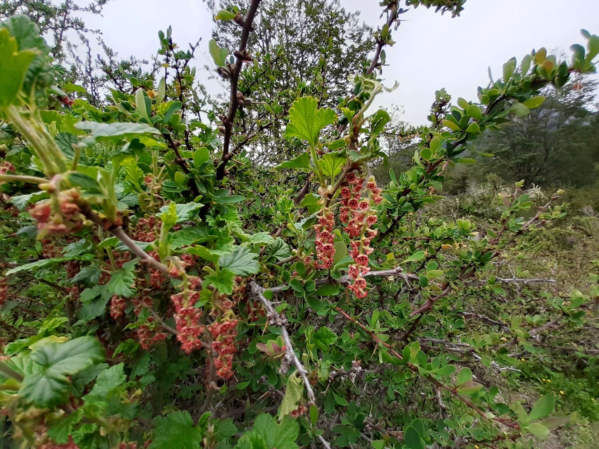 Image of Ribes magellanicum Poir.