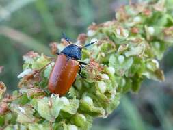 Image de <i>Labidostomis taxicornis</i>