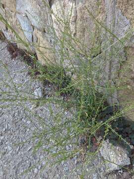 Image of grassleaf pepperweed