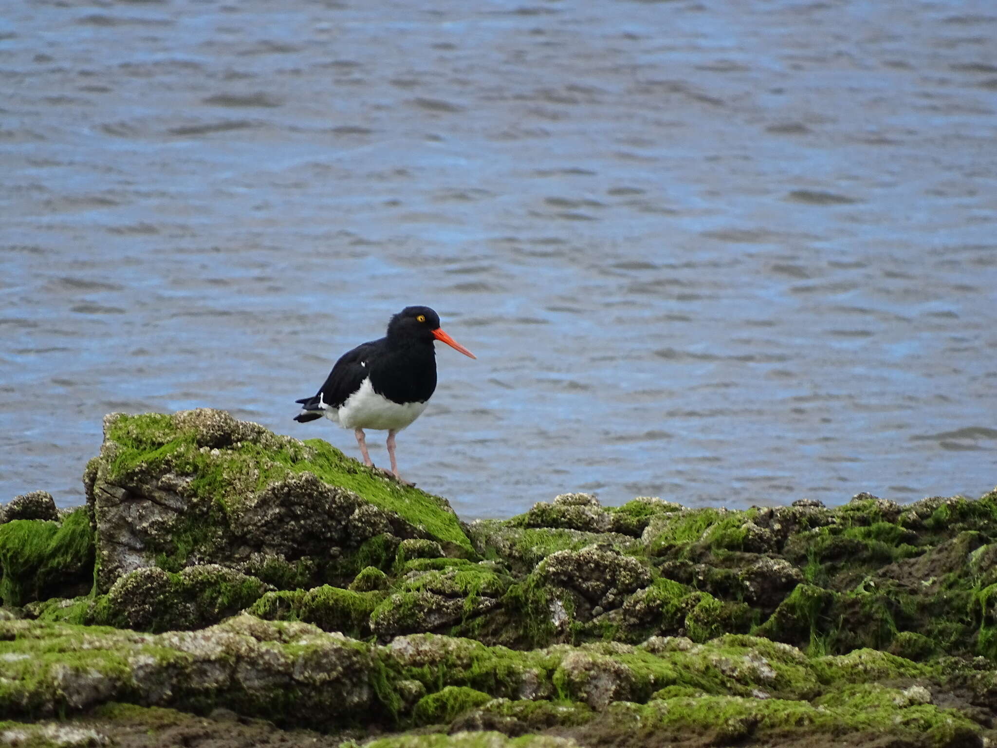 Image of Magellanic Oystercatcher