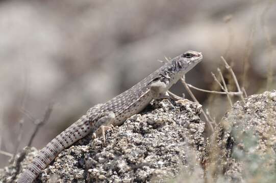 Imagem de Dipsosaurus dorsalis dorsalis (Baird & Girard 1852)