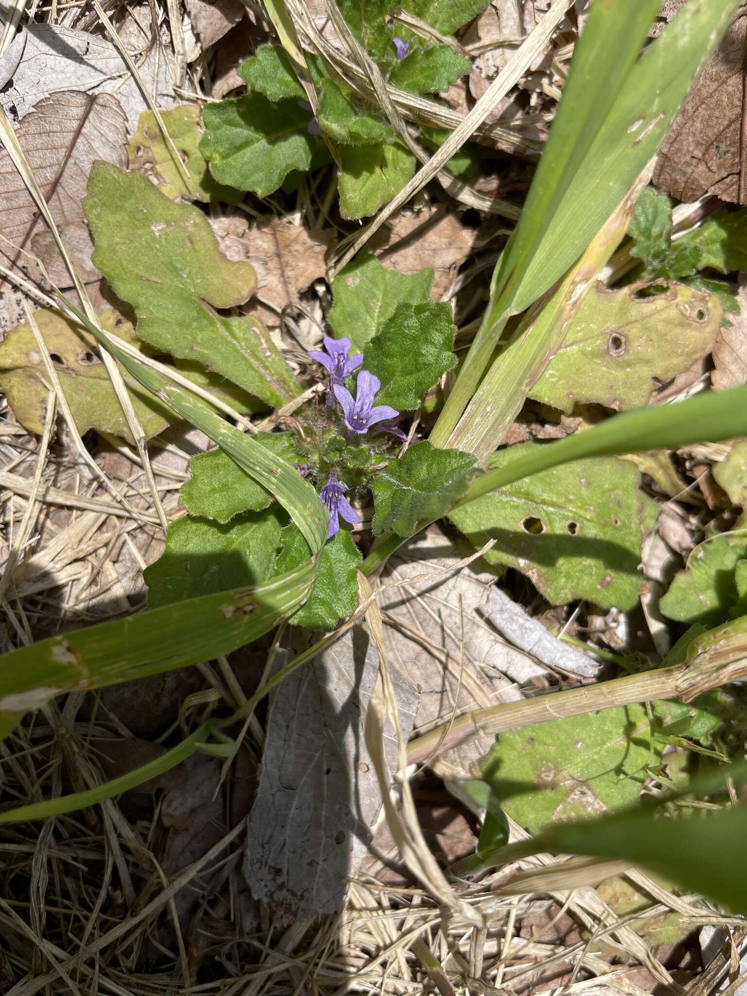 Image of Ajuga decumbens Thunb.