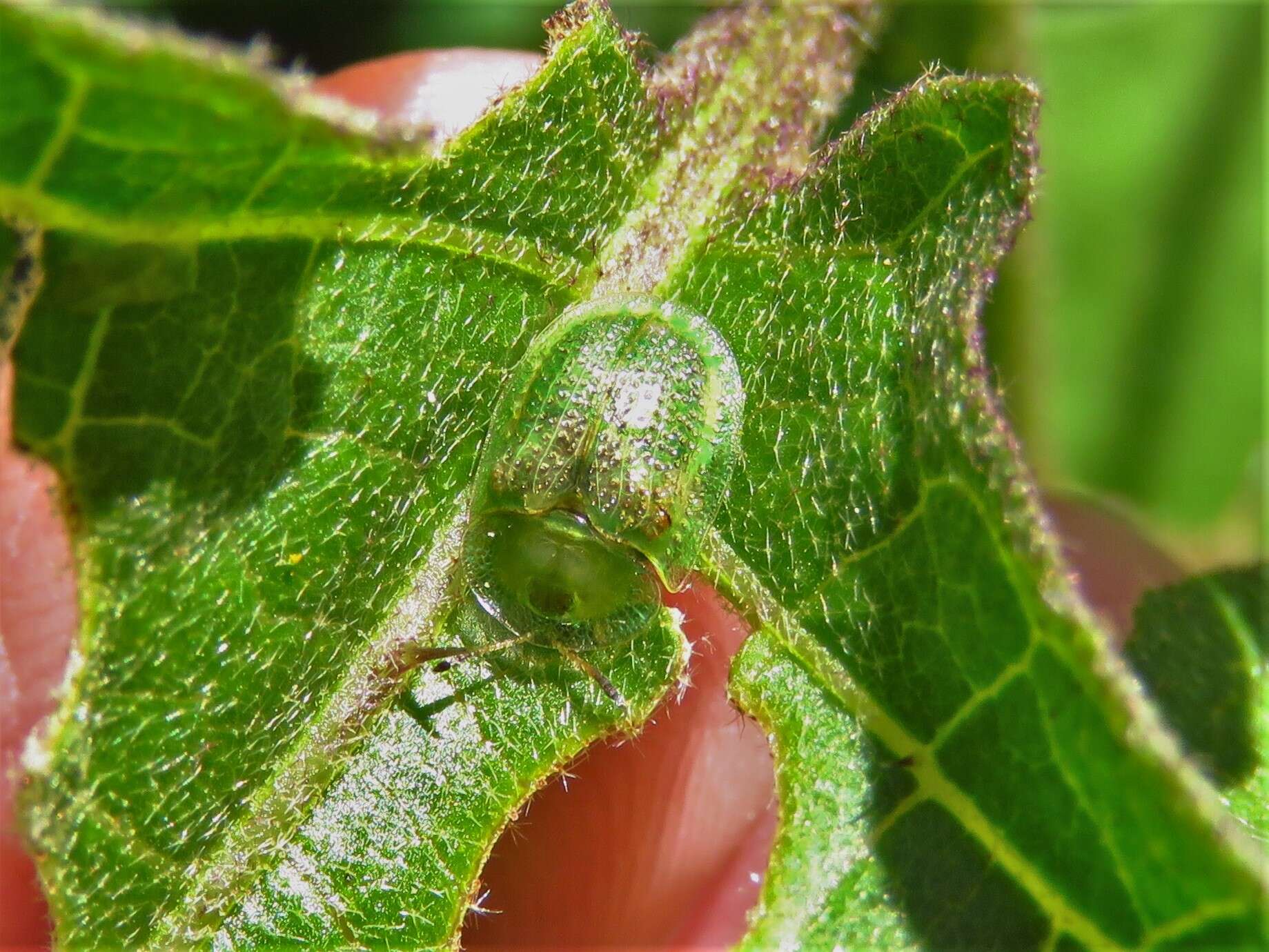 Plancia ëd Gratiana