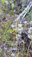 Image of slender clubmoss