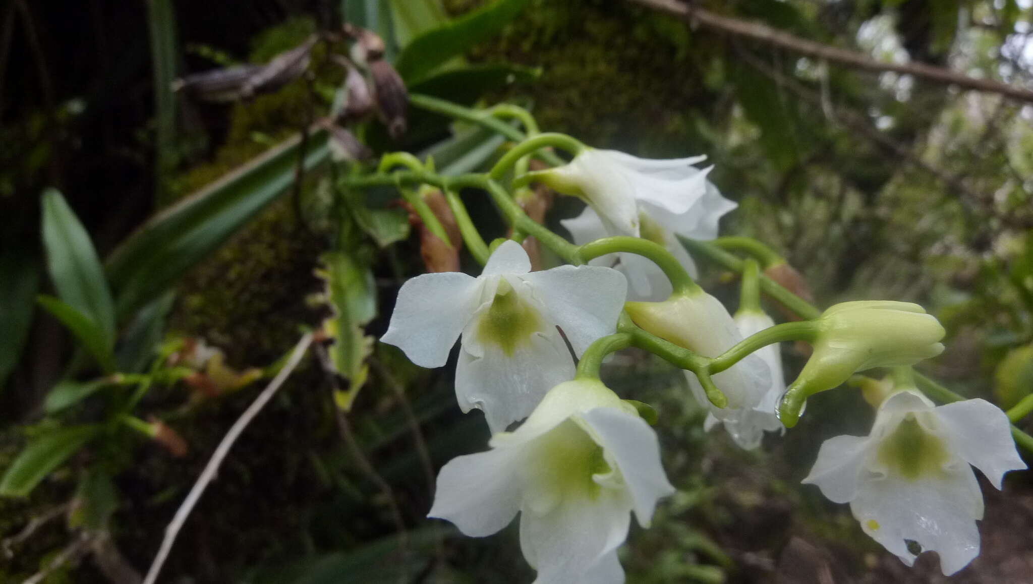 Image de Beclardia macrostachya (Thouars) A. Rich.