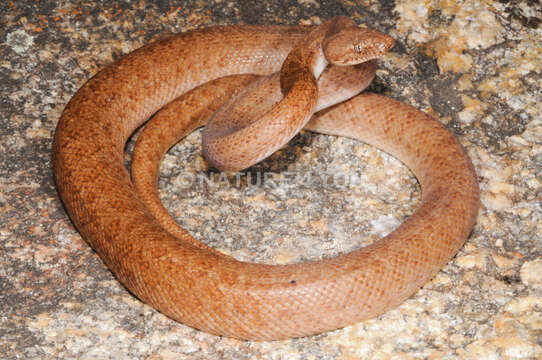 Image of Pygmy Python