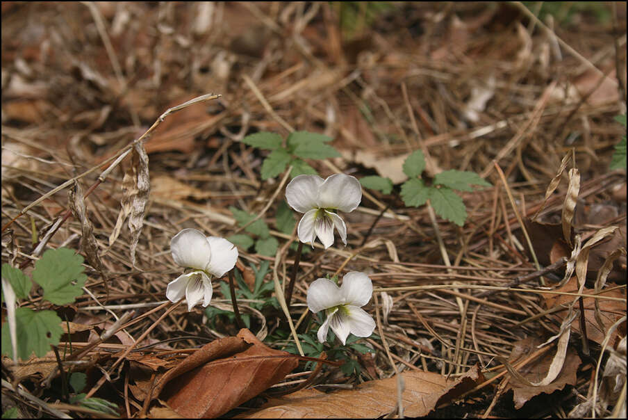 Image of Viola chaerophylloides (Regel) W. Becker