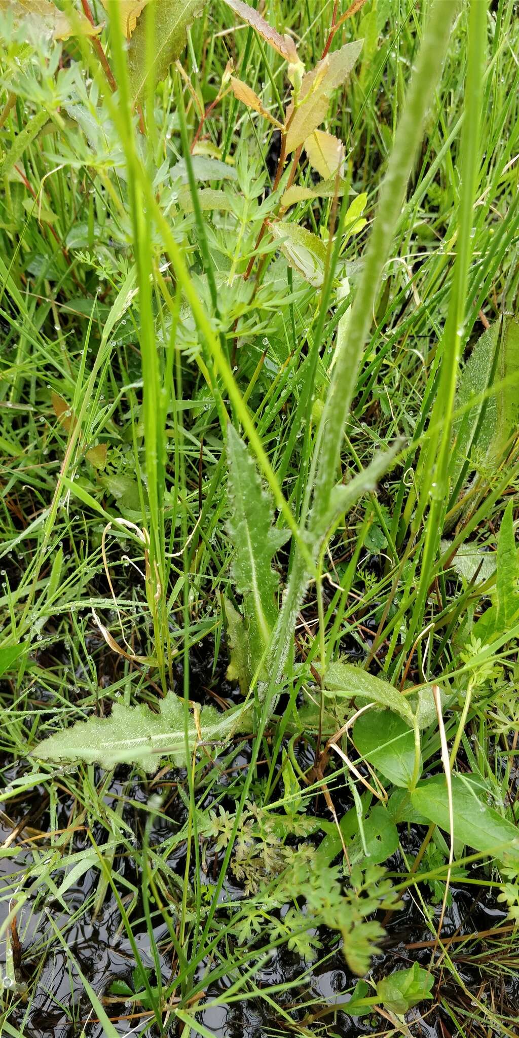 Image of meadow thistle