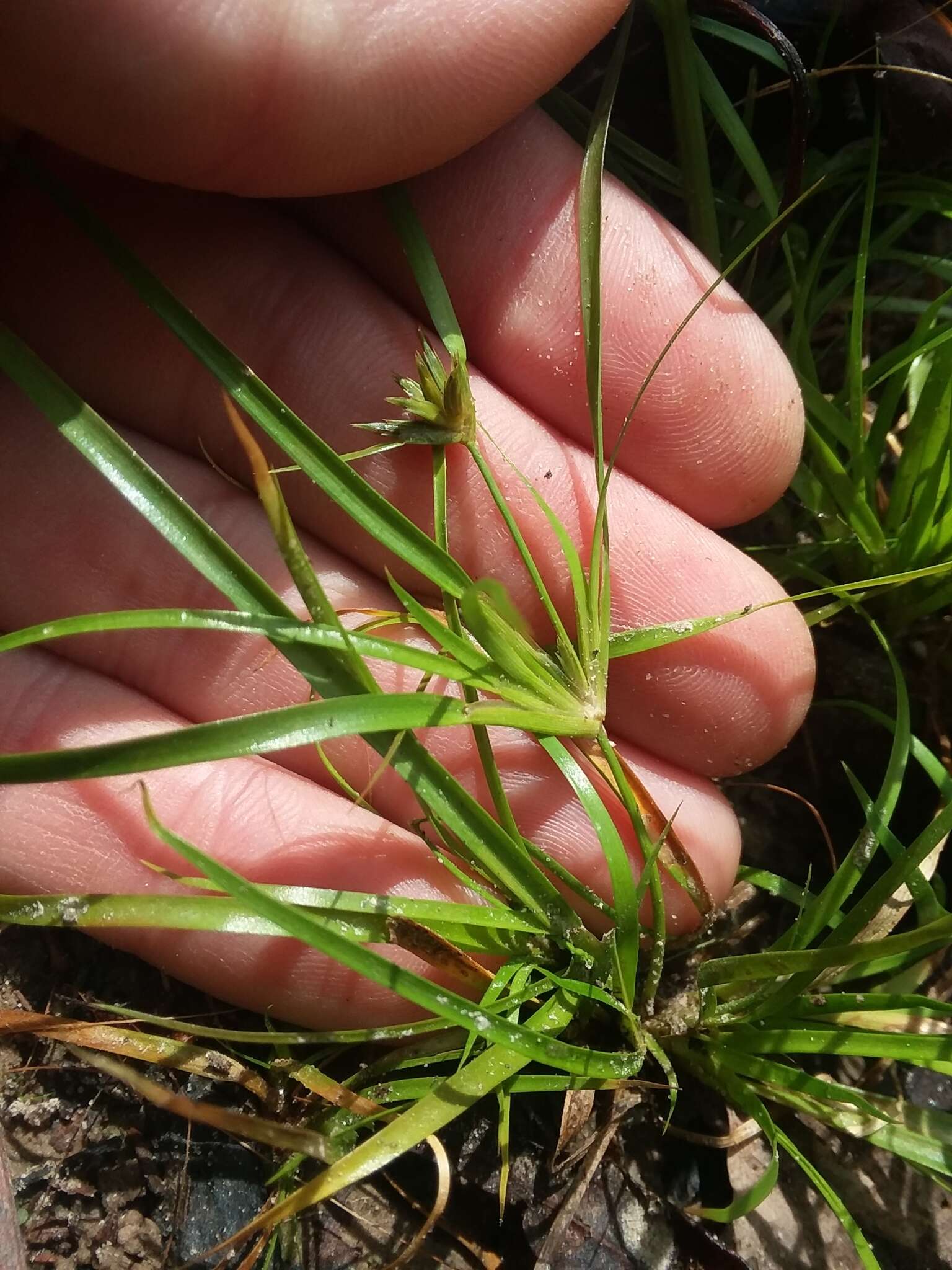 Juncus repens Michx. resmi