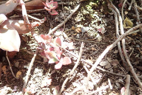 Image of Crassula cordata Thunb.