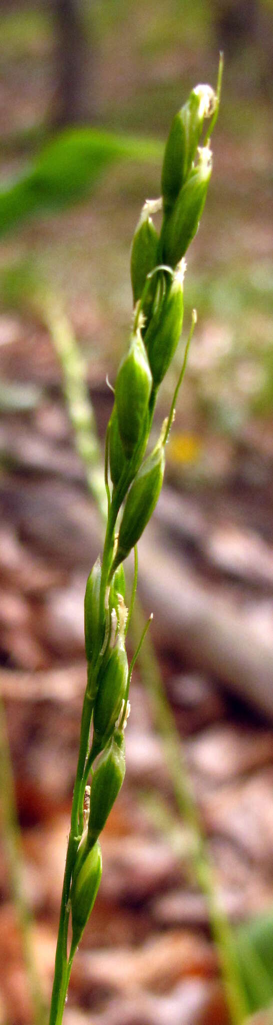 Sivun Oryzopsis asperifolia Michx. kuva