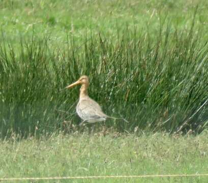 Слика од Limosa limosa limosa (Linnaeus 1758)