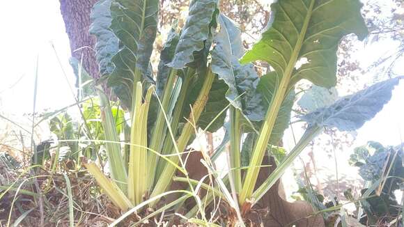 Sivun Beta vulgaris var. cicla L. kuva