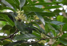 Image of Cartrema matsumurana (Hayata) de Juana