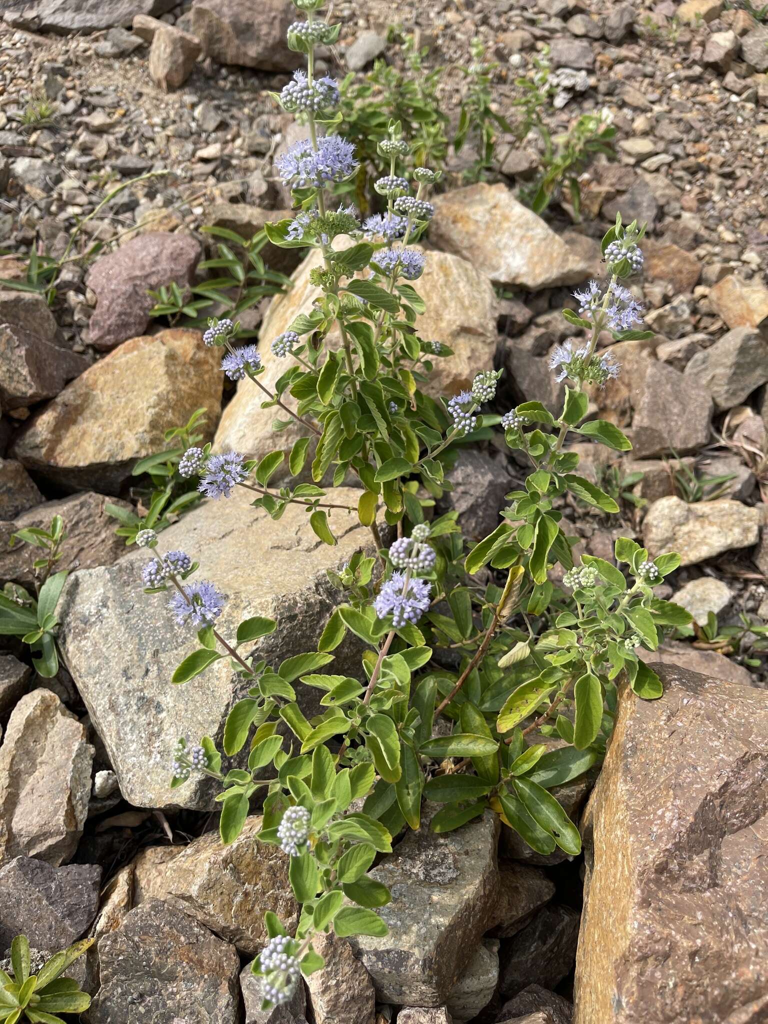 Image of Caryopteris incana (Thunb. ex Houtt.) Miq.