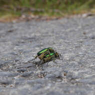 صورة Diphucephala colaspidoides (Gyllenhal 1817)