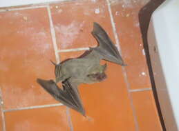 Image of Patagonian Dwarf Bonneted Bat