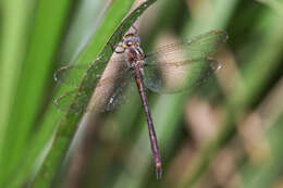 Image of Austrocordulia Tillyard 1909