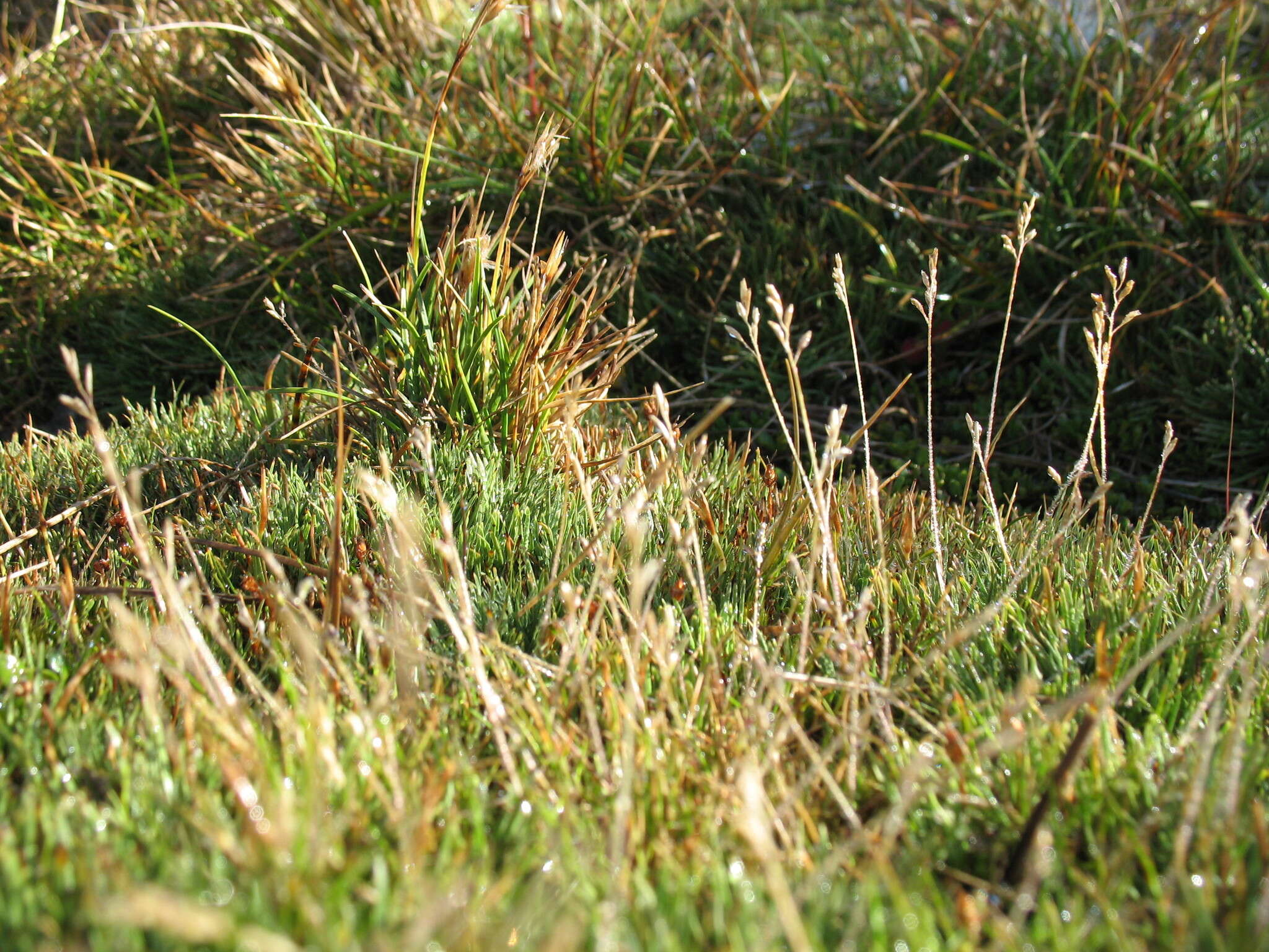 Image of Rytidosperma australe (Petrie) Connor & Edgar