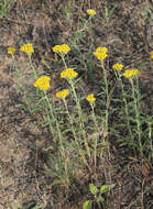 Achillea micrantha Willd. resmi