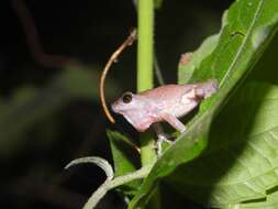 Image of <i>Raorchestes sanctisilvaticus</i>