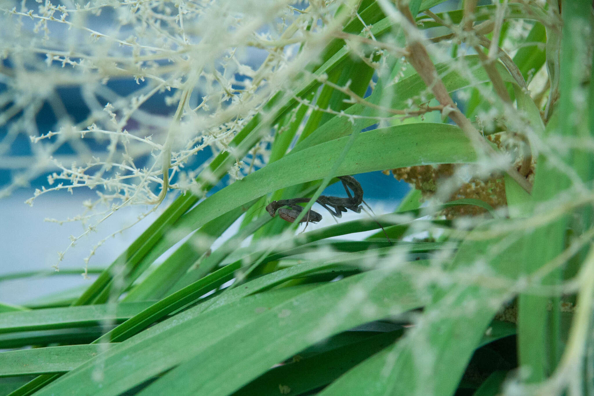 Image of Stagmomantis limbata Hahn 1835