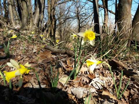 Image of daffodil