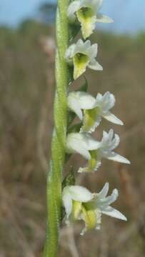 Image of Giant-Spiral Ladies'-Tresses