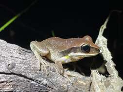 Nyctimystes brevipalmatus (Tyler, Martin & Watson 1972) resmi