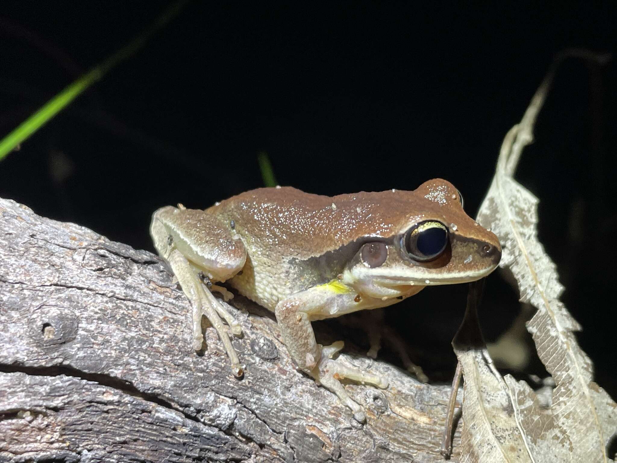 Nyctimystes brevipalmatus (Tyler, Martin & Watson 1972)的圖片