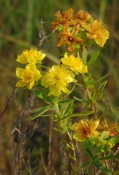 Image of Kalm's St. John's wort