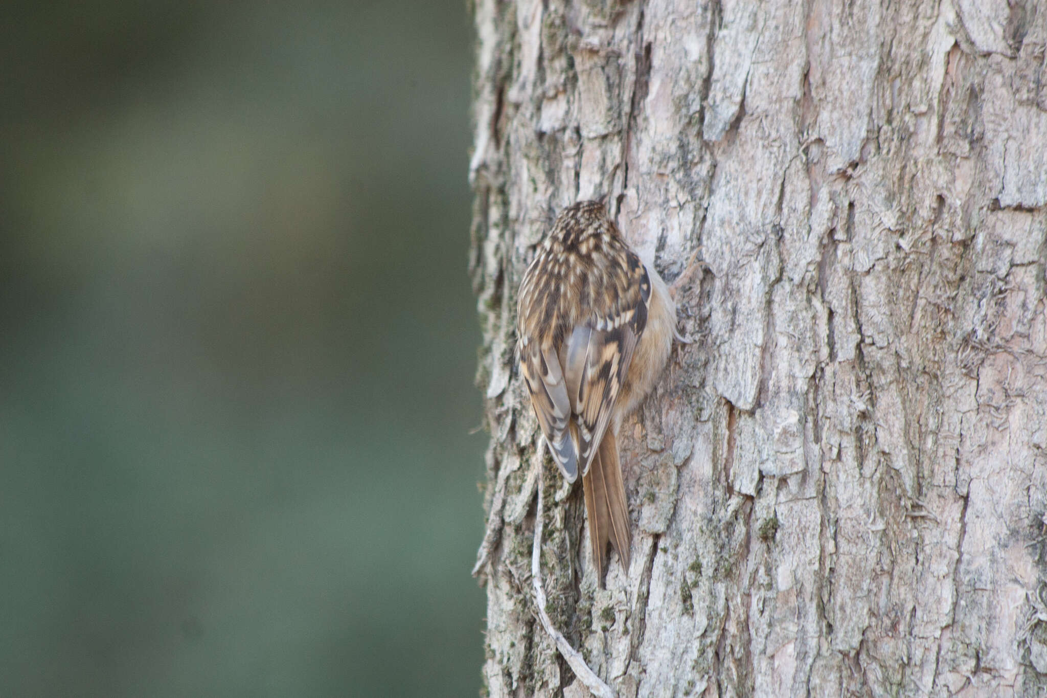 Image of Short-toed Treecreeper